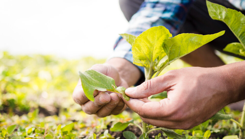 Ars: agricoltura, scontro M5S – Lega