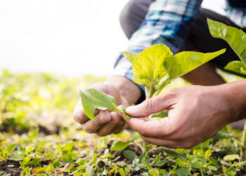 Ars: agricoltura, scontro M5S – Lega