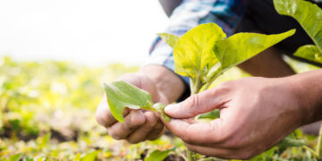 Ars: agricoltura, scontro M5S – Lega