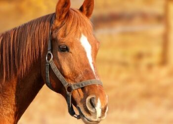 Lascia i cavalli con poca acqua e sotto il sole senza riparo. Denunciato il proprietario