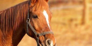 Lascia i cavalli con poca acqua e sotto il sole senza riparo. Denunciato il proprietario