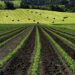 Agricoltura. Santo Primavera (Mpa) presenta emendamento alle variazioni di bilancio per finanziare la Sottomisura 4.1 e dare risposte alle imprese