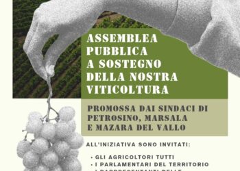 Viticoltura trapanese, appello congiunto dei sindaci: «Risorse straordinarie e risposte concrete per salvare il futuro del comparto»