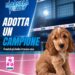 Marsala Volley, una schiacciata contro l’abbandono: domenica “Adotta un campione”